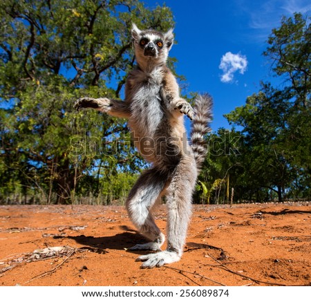 Ring-tailed lemur in Madagascar. The photo was taken from an unusual angle.