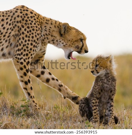 The female cheetah with cub in Masai Mara National Park