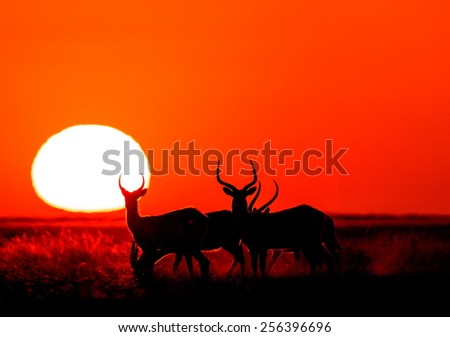 Antelope silhouette at sunset in Botswana.
