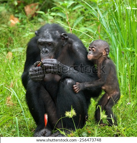 Female bonobo with a toddler. Deokraticheskaya Republic of Congo.