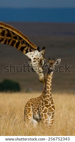 Female giraffe and her calf. Kenya. Masai Mara. funny picture