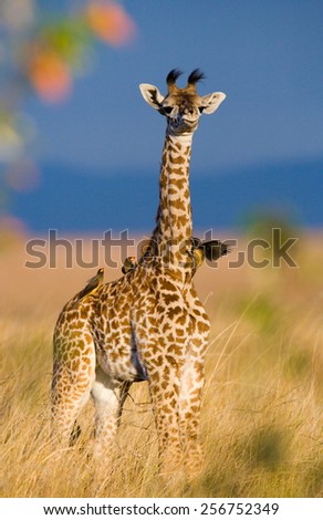 Giraffe calf. Kenya. Masai Mara. funny picture