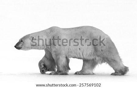 Polar bear walking on snow. Canada. An excellent illustration.