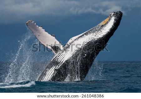 Jump humpback whale. Madagascar