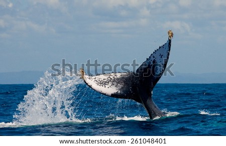 Humpback whale tail. Madagascar. Splashes of water.