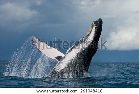 Jump humpback whale. Madagascar