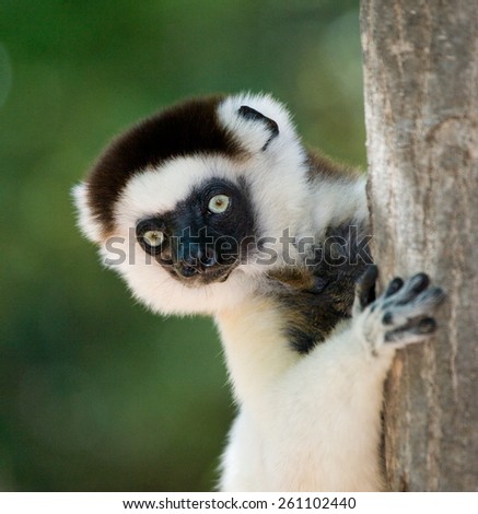 Portrait of a Lemur. Madagascar. An excellent illustration.