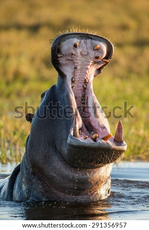 Hippo open his mouth in the pond. An excellent illustration. Botswana. Okavango Delta.Big plan.