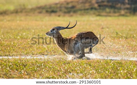 Antelope running across the savannah. Botswana. An excellent illustration. Dynamic frame.