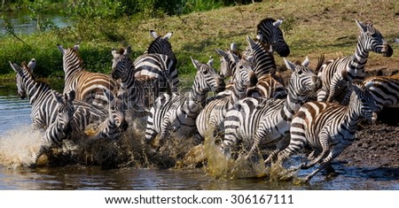 Zebras at the watering. Tanzania. Serengeti. An excellent illustration. Dynamic Photo. Motion. Africa. Safari.
