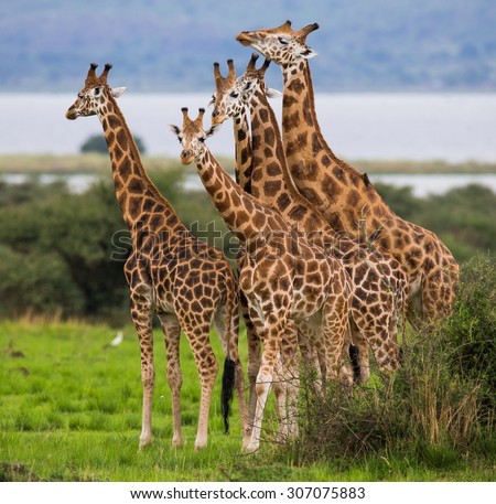 Group of giraffes. Uganda. Africa. Safari. An excellent illustration.