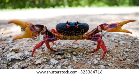Land crab spread its claws. Cuba. An excellent illustration. Unusual angle.