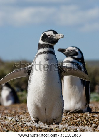 Magellan penguin nesting. Funny pictures. Argentina. Peninsula Valdes. An excellent illustration.