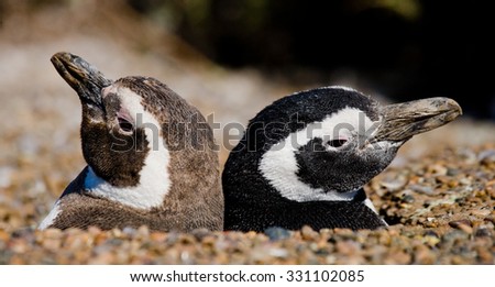 Two penguins in a hole. Funny picture. Argentina. Peninsula Valdes. An excellent illustration.