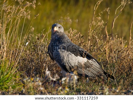 Large bird of prey sitting in the grass. Argentina. Patagonia. South America. An excellent illustration.