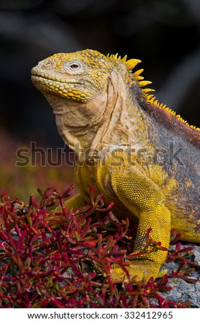 The land iguana on the stone. Close-up portrait. Galapagos Islands. An excellent illustration.