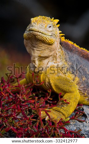 The land iguana on the stone. Close-up portrait. Galapagos Islands. An excellent illustration.