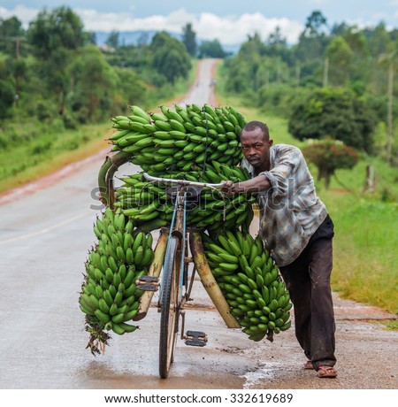 KISORO, UGANDA, AFRICA - MAY 10, 2013: Kisoro. Uganda. Africa. The young man is lucky by bicycle on the road a big linking of bananas to sell on the market. May 10, 2013. Kisoro. Uganda. Africa.