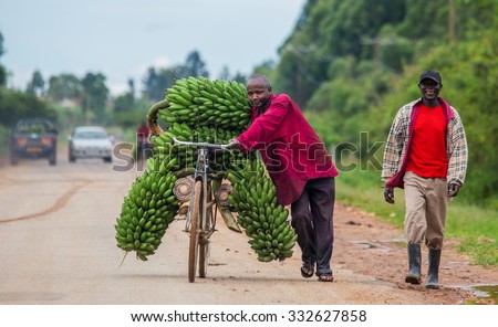 KISORO, UGANDA, AFRICA - MAY 10, 2013: Kisoro. Uganda. Africa. The young man is lucky by bicycle on the road a big linking of bananas to sell on the market. May 10, 2013. Kisoro. Uganda. Africa.