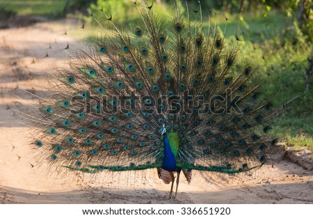 Peacock on the background of his tail goes on road. Close-up. Sri Lanka. An excellent illustration.