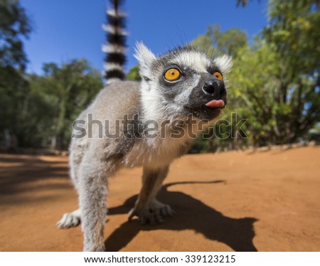 Ring-tailed lemur. Portrait. Close-up. Madagascar. An excellent illustration.