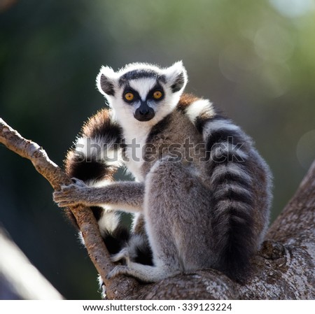 Ring-tailed lemur sitting on a tree. Madagascar. An excellent illustration.