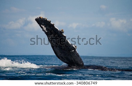 The fin humpback whale. Madagascar. St. Mary\'s Island. An excellent illustration.