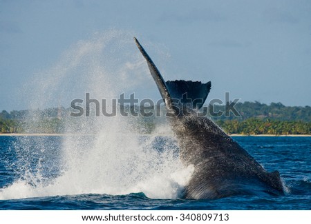 The fin splashing humpback whale. Madagascar. St. Mary\'s Island. An excellent illustration.