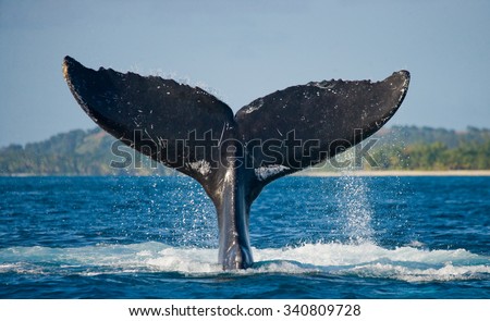 The tail of the humpback whale. Madagascar. St. Mary\'s Island. An excellent illustration.