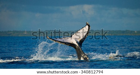 The tail of the humpback whale. Madagascar. St. Mary\'s Island. An excellent illustration.