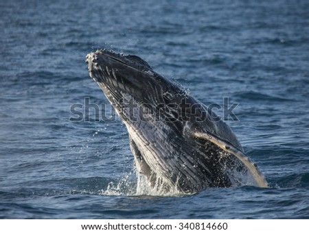 Humpback whale jumps out of the water. Madagascar. St. Mary\'s Island. An excellent illustration.