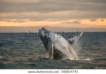 Humpback whale jumps out of the water. Beautiful jump. A rare photograph. Madagascar. St. Mary\'s Island. An excellent illustration.