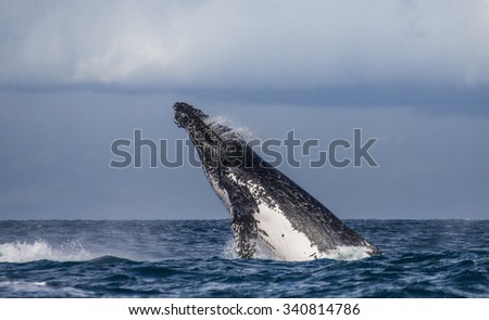 Humpback whale jumps out of the water. Madagascar. St. Mary\'s Island. An excellent illustration.
