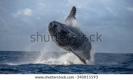 Humpback whale jumps out of the water. Beautiful jump. A rare photograph. Madagascar. St. Mary\'s Island. An excellent illustration.