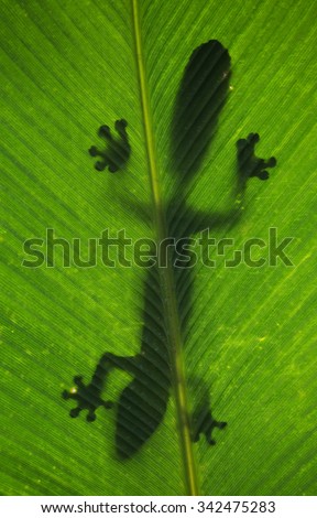 Leaf-tailed gecko is sitting on a large green leaf. Silhouette. unusual perspective. Madagascar. An excellent illustration.