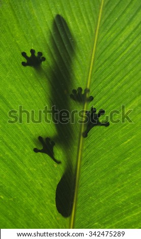 Leaf-tailed gecko is sitting on a large green leaf. Silhouette. unusual perspective. Madagascar. An excellent illustration.