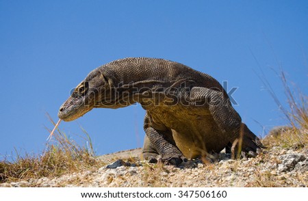 Komodo dragon is on the ground. Interesting perspective. The low point shooting. Indonesia. Komodo National Park. An excellent illustration.