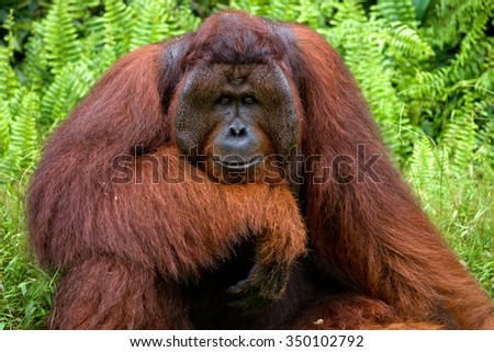Portrait of a male orangutan. Close-up. Indonesia. The island of Kalimantan (Borneo). An excellent illustration.