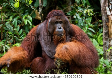 A big dominant male sitting on the grass. Indonesia. The island of Kalimantan (Borneo). An excellent illustration.