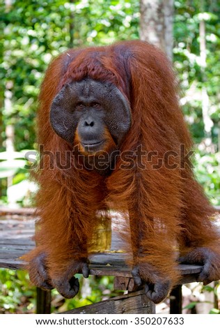 A big dominant male is standing on  legs.  Indonesia. The island of Kalimantan (Borneo). An excellent illustration.