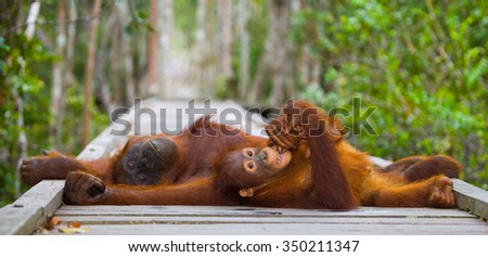 The female of the orangutan with a baby on a footpath. Funny pose. Indonesia. The island of Kalimantan (Borneo). An excellent illustration.
