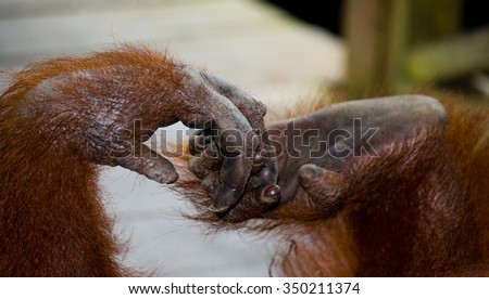 Detail of the front hand orangutan. Close-up. Indonesia. The island of Kalimantan (Borneo). An excellent illustration.