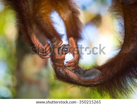 Detail of the front hand orangutan. Close-up. Indonesia. The island of Kalimantan (Borneo). An excellent illustration.