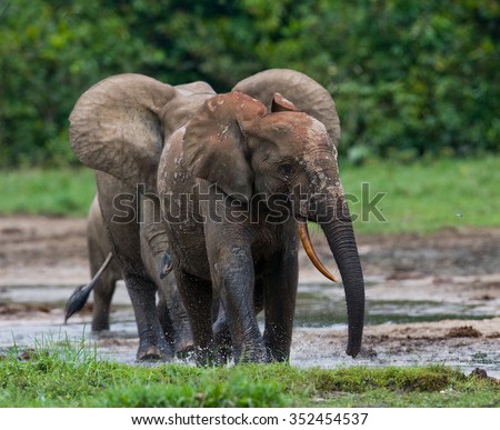 Forest elephants playing with each other. Central African Republic. Republic of Congo. Dzanga-Sangha Special Reserve. An excellent illustration.