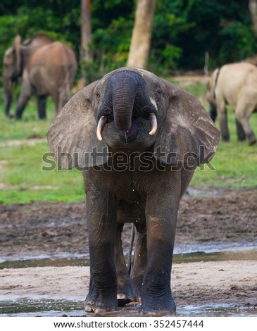 Forest elephants in the forest edge. Republic of Congo. Dzanga-Sangha Special Reserve. Central African Republic. An excellent illustration.