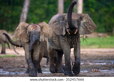 Forest elephants playing with each other. Central African Republic. Republic of Congo. Dzanga-Sangha Special Reserve. An excellent illustration.
