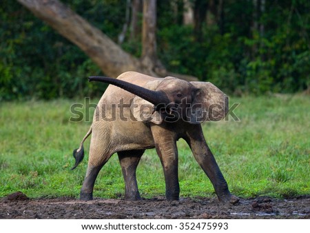 Forest elephants in the forest edge. Republic of Congo. Dzanga-Sangha Special Reserve. Central African Republic. An excellent illustration.