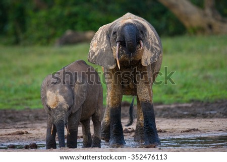 Female elephant with a baby. Central African Republic. Republic of Congo. Dzanga-Sangha Special Reserve.  An excellent illustration.