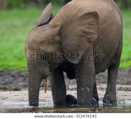 Forest elephant drinking water from a source of water. Central African Republic. Republic of Congo. Dzanga-Sangha Special Reserve.  An excellent illustration.