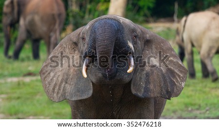 Portrait of the forest elephant. Central African Republic. Republic of Congo. Dzanga-Sangha Special Reserve. An excellent illustration.